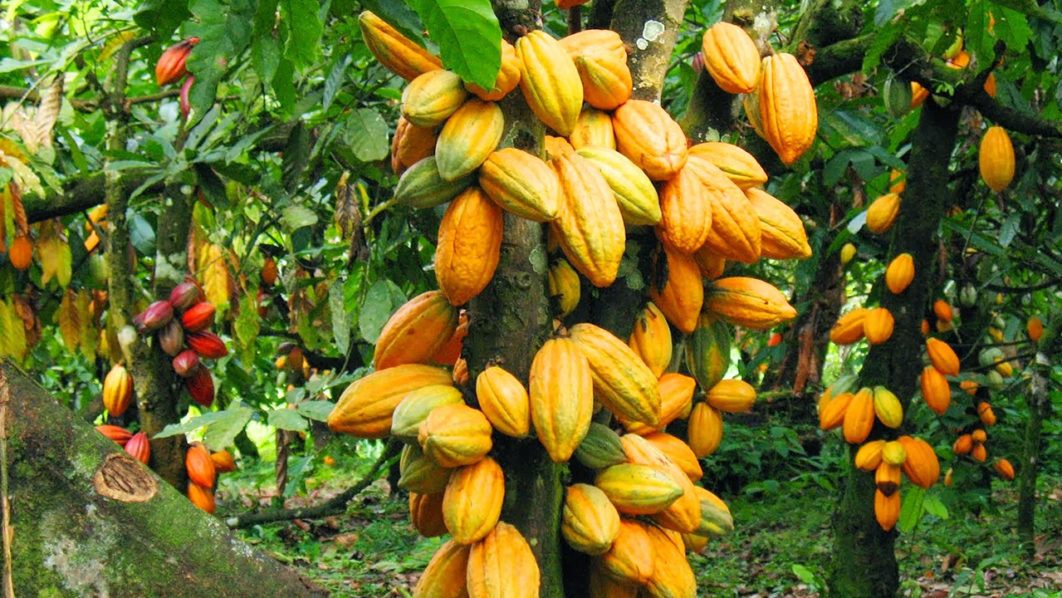 Cocoa Beans