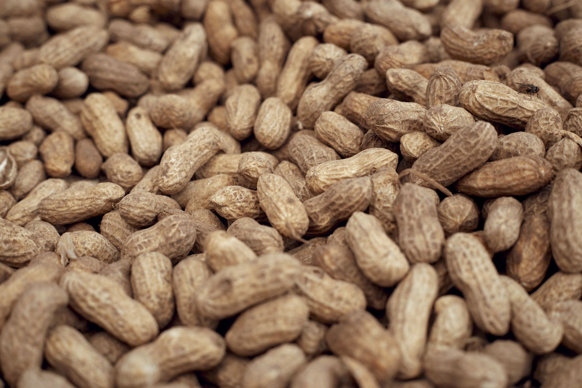 Groundnuts